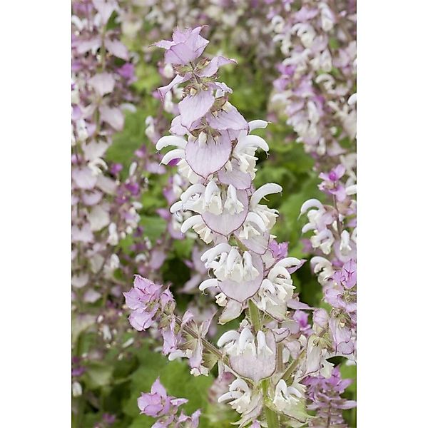 Salvia Sclarea Muskatellersalbei Ca. 11x11 cm Topf günstig online kaufen