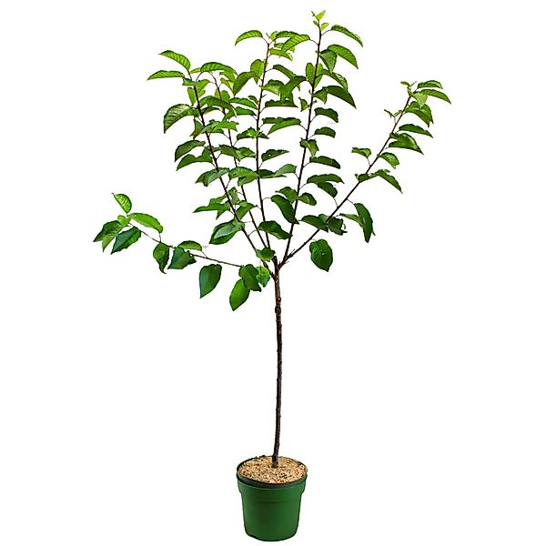 GROW by OBI Bio Süßkirsche Lapins Rot Höhe ca. 100 - 120 cm Topf ca. 7 l günstig online kaufen