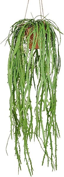 Kunstpflanze Hängende Rhipsalis crispata, Creativ green, Höhe 80 cm, mit za günstig online kaufen