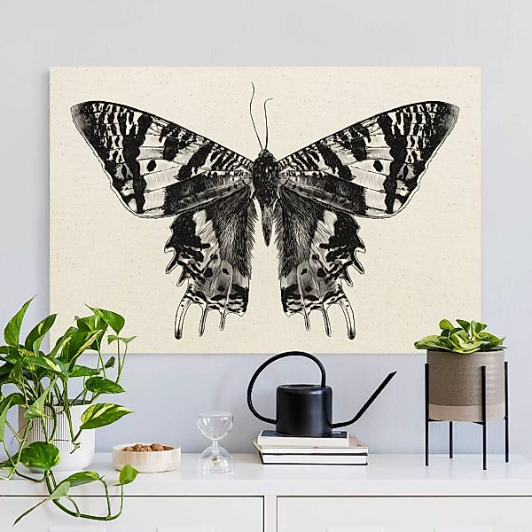 Leinwandbild auf Naturcanvas Illustration fliegender Madagaskar Schmetterli günstig online kaufen