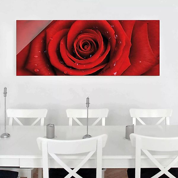 Glasbild Blumen - Panorama Rote Rose mit Wassertropfen günstig online kaufen