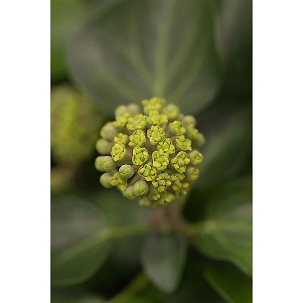 Hedera Helix Arborescens Efeu Immergrün 40–50 cm günstig online kaufen