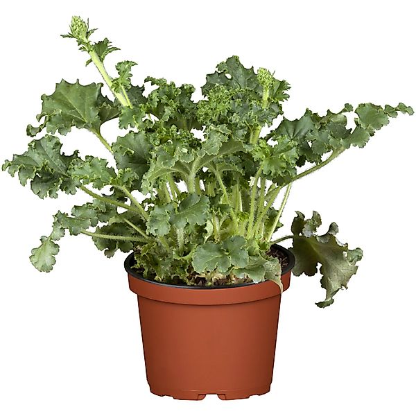 Purpurglöcken Grün Topf-Ø ca. 13 cm Heuchera günstig online kaufen
