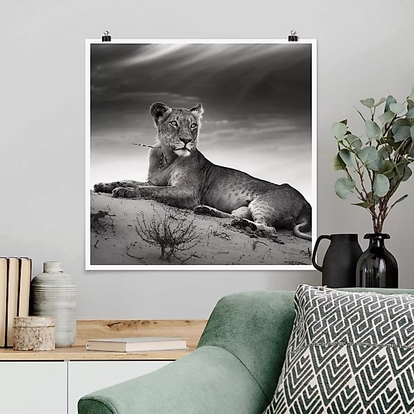 Poster Tiere - Quadrat Resting Lion günstig online kaufen