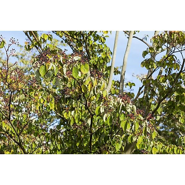 Cornus Sanguinea Roter Hartriegel 125–150 cm Dekorative Herbstfärbung günstig online kaufen