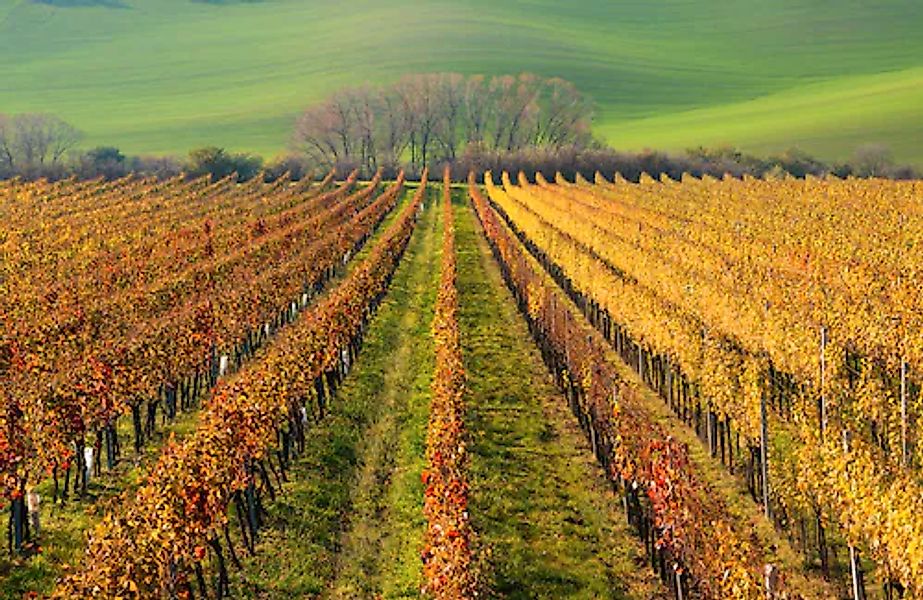 Papermoon Fototapete »WEIN-BERG-HERBST REBEN ABSTRAKT FARBIG FELD WIESE BÄU günstig online kaufen