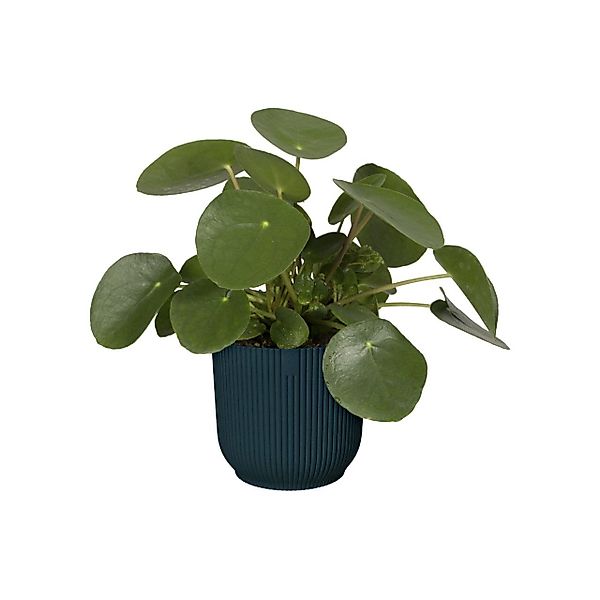Elho Blumentopf Elho Blumentopf Vibes Fold günstig online kaufen