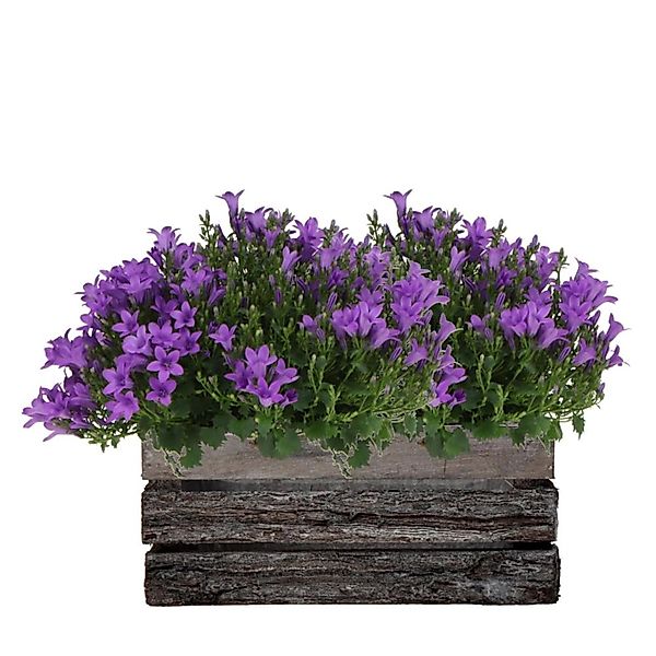 Exotenherz Campanula Addenda Ambella Glockenblume Intensives Lila Holzschal günstig online kaufen