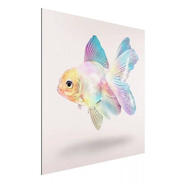 Alu-Dibond Bild Kunstdruck - Quadrat Fisch in Pastell günstig online kaufen