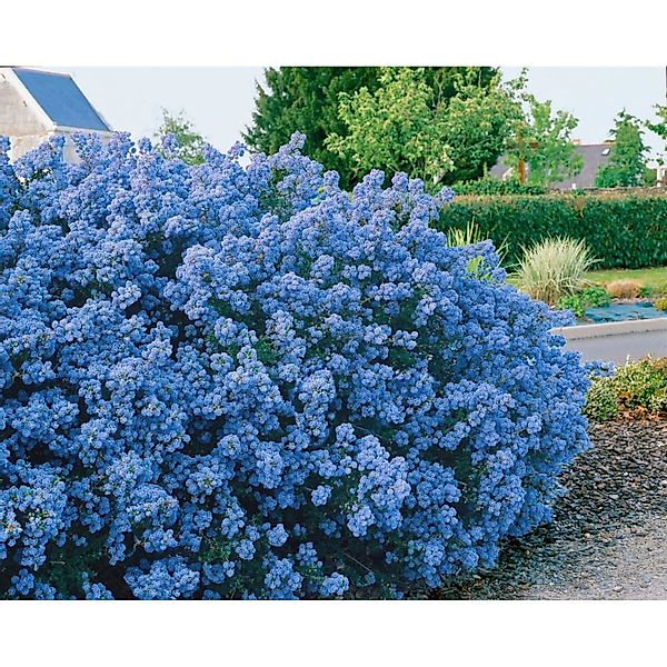 Ceanothus Puget Blue Säckelblume Blau 40–60 cm günstig online kaufen