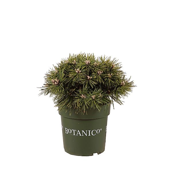 Zwergkiefer Benjamin Höhe ca. 20-25 cm Topf ca. 3,7 l Pinus mugo günstig online kaufen