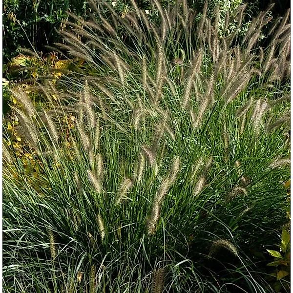 Australisches Lampenputzergras - großer Topf - Pennisetum alopecuroides günstig online kaufen