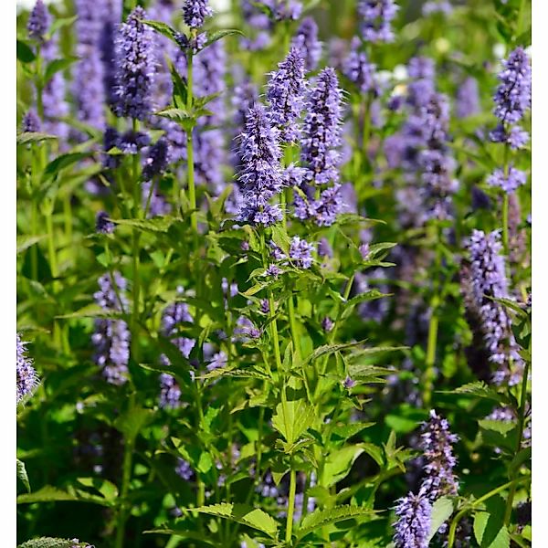 Asiatische Duftnessel - Agastache rugosa günstig online kaufen