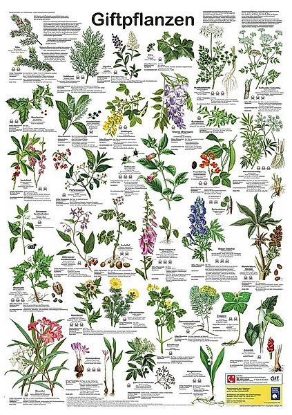 Close Up Poster Giftpflanzen Poster deutsch DIN A1 59,4 x 84,1 cm günstig online kaufen