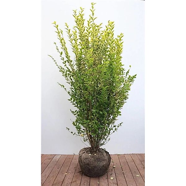 Ligustrum ovalifolium 'Aureum' 125-150 cm günstig online kaufen