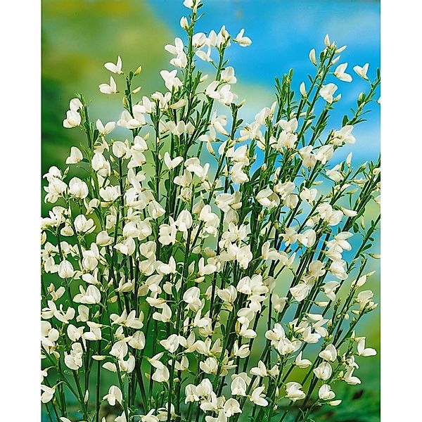 Cytisus Praecox Besenginster White Lion 30-40 cm günstig online kaufen