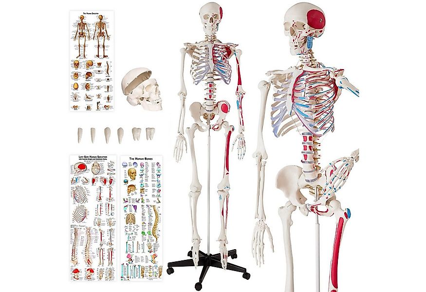tectake Dekoobjekt Ozzy Anatomie-Skelettmodell - lebensgroß mit Muskelmarki günstig online kaufen