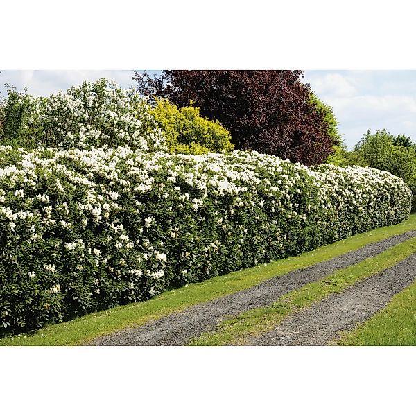 OBI Rhododendron Cunninghams White Weiß Höhe ca. 20 - 30 cm Topf ca. 5 l günstig online kaufen