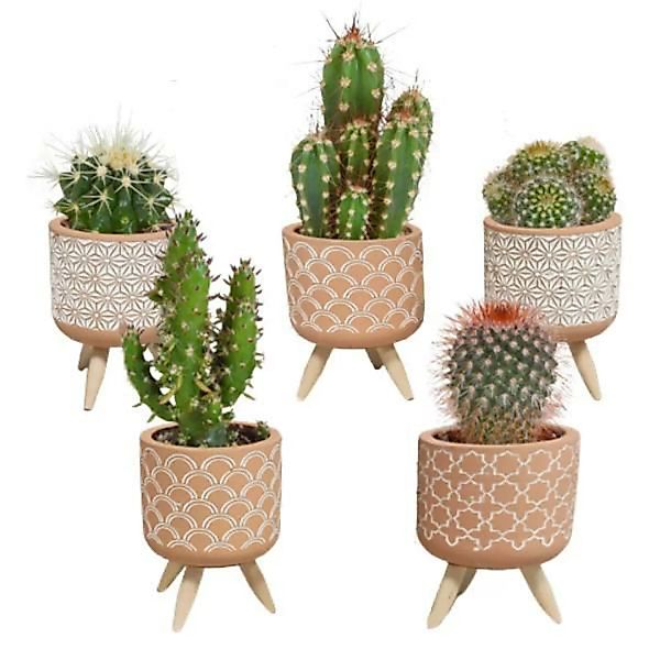 Casa Caron | 5er-Set Cactus Terra günstig online kaufen