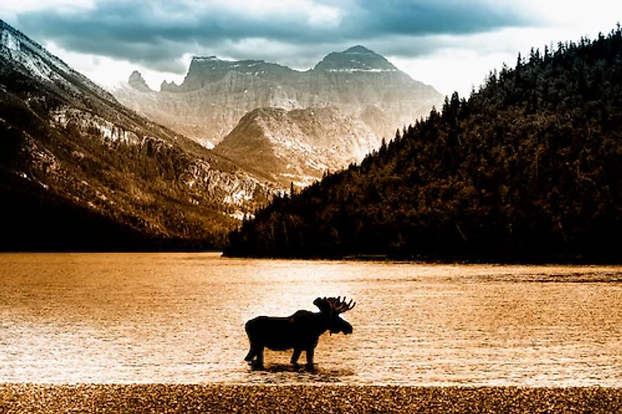 Papermoon Fototapete »Moose in Waterton Lake« glatt günstig online kaufen