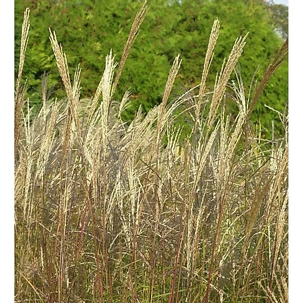 Chinaschilf Große Fontäne - Miscanthus sinensis günstig online kaufen