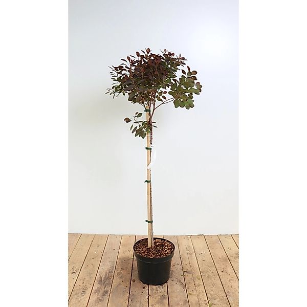 Cotinus Coggygria Royal Purple Perückenstrauch Purpurrot 80 cm Stammhöhe günstig online kaufen