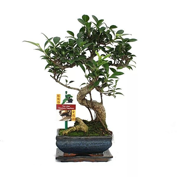 Exotenherz Bonsai Chinesischer Feigenbaum Ficus Retusa ca. 6 Jahre günstig online kaufen