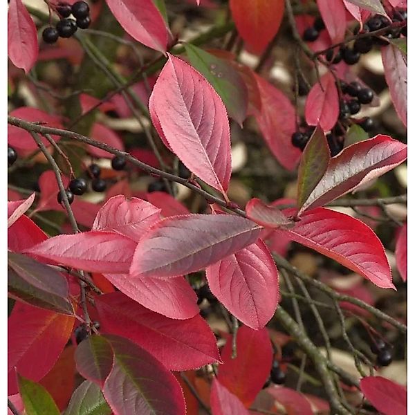 Apfelbeere Autumn Magic 40-60cm - Aronia melanocarpa günstig online kaufen