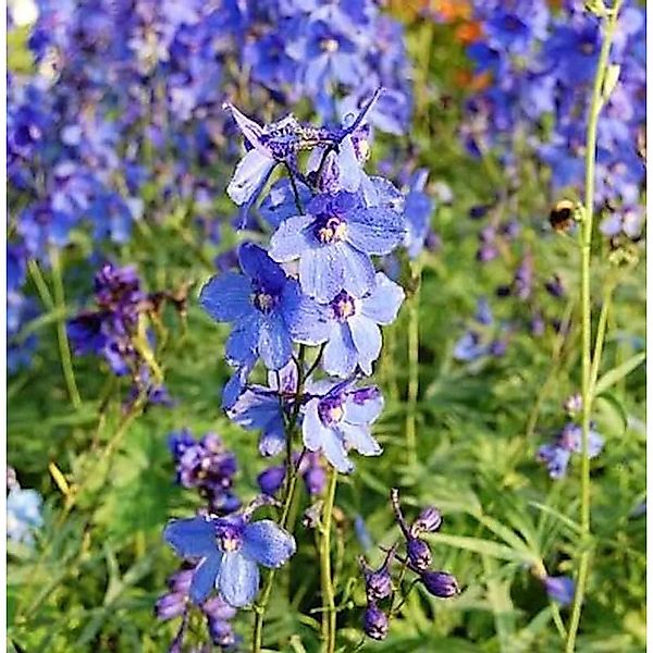 Rittersporn Bellamosum - Delphinium belladonna günstig online kaufen
