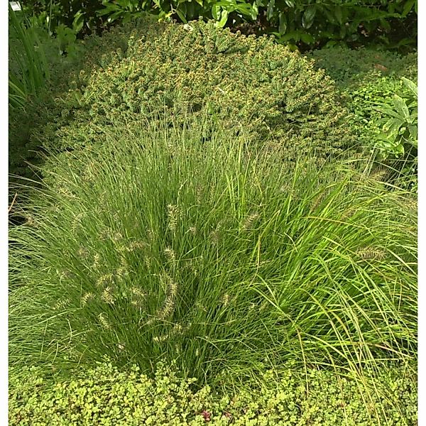 Lampenputzergras Lady U - großer Topf - Pennisetum alopecuroides günstig online kaufen