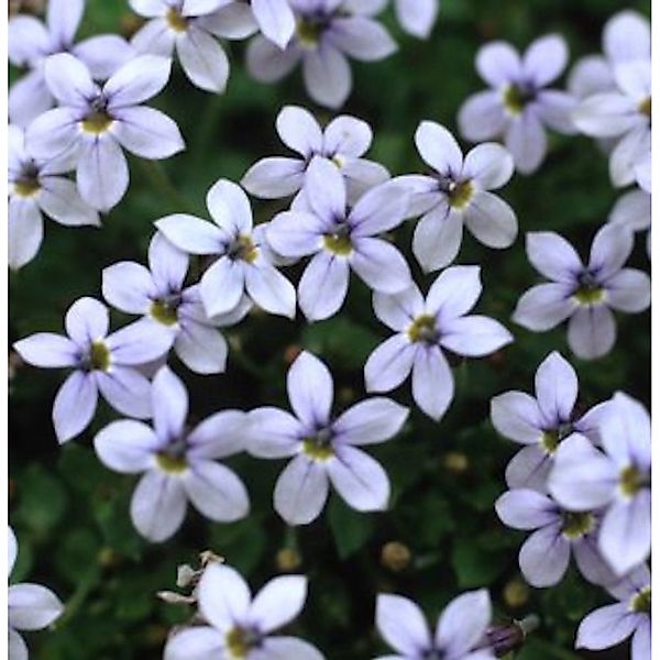 Blauer Bubikopf - Pratia pedunculata günstig online kaufen