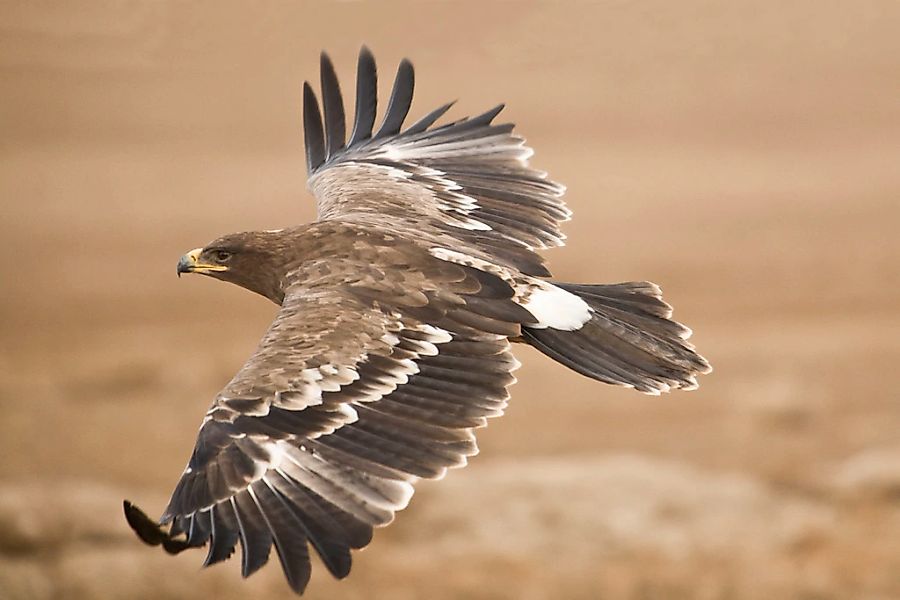 Papermoon Fototapete "Der Steppenadler" günstig online kaufen
