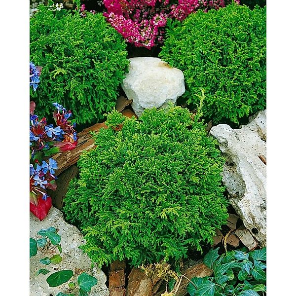 Chamaecyparis Pisifera Tsukumo Zwerg-Scheinzypresse 15–20 cm günstig online kaufen