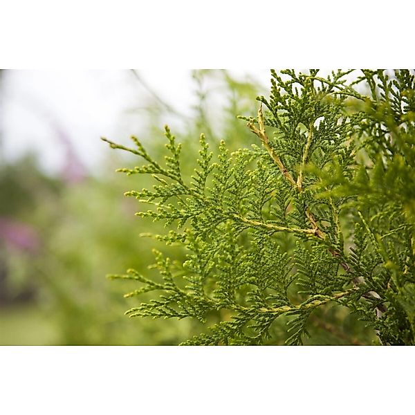 Thuja occidentalis 'King of Brabant' 40-60 cm günstig online kaufen