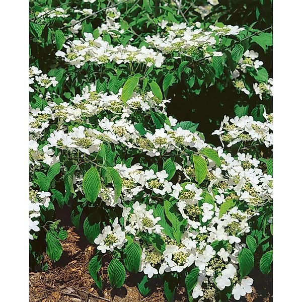Viburnum Plicatum St. Keverne Japanischer Schneeball 80–100 cm günstig online kaufen