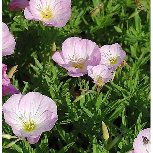 Schnee Nachtkerze Siskiyou Pink - Oenothera speciosa günstig online kaufen