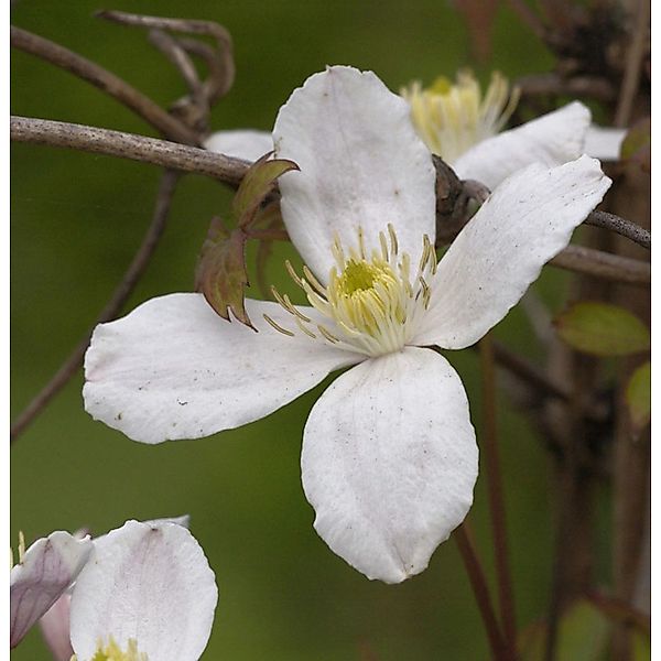 Berg Waldrebe Grandiflora 40-60cm - Clematis montana günstig online kaufen