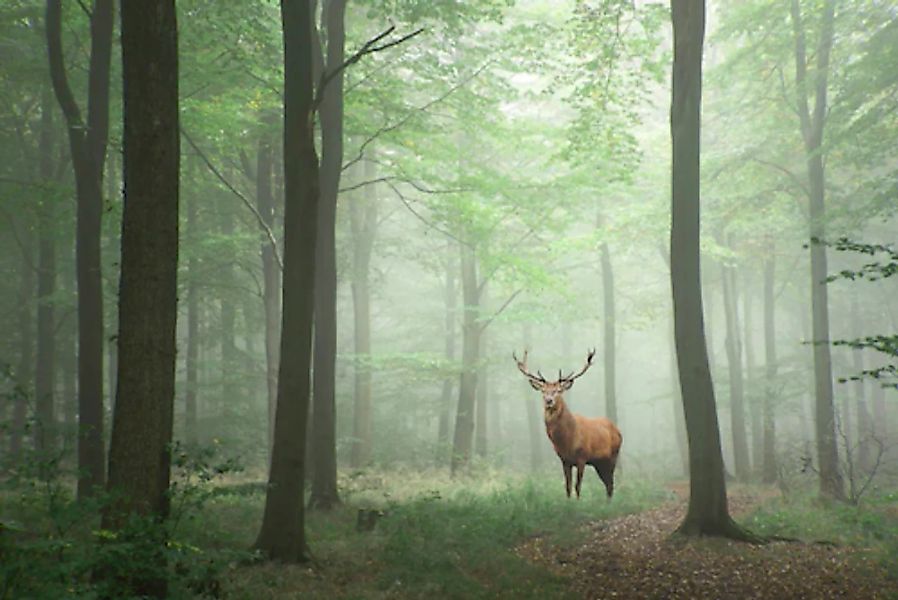 Papermoon Fototapete »Hirsch im Wald« günstig online kaufen