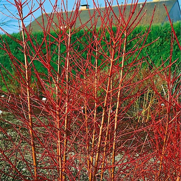 Cornus Sanguinea Annys Winter Orange Hartriegel Orange Zweige 40–60 cm günstig online kaufen