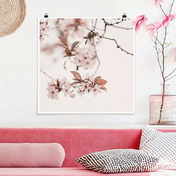 Poster Zarte Kirschblüten am Zweig günstig online kaufen