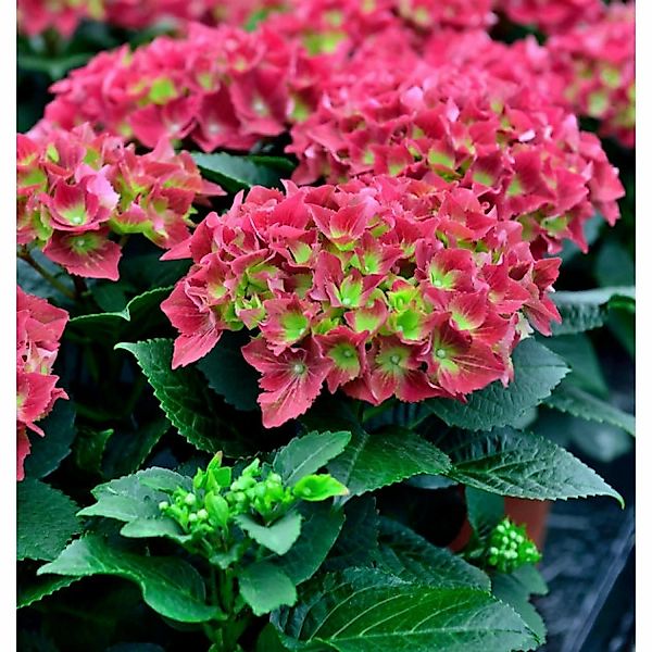 Bauernhortensie Royal Red 40-60cm - Hydrangea macrophylla günstig online kaufen