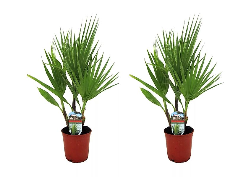 Perfect Plant | Set mit 2 mexikanischen Fächerpalmen Washingtonia günstig online kaufen