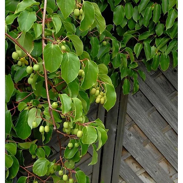 Kiwi Weiki weiblich 125-150cm - Actinidia arguta günstig online kaufen