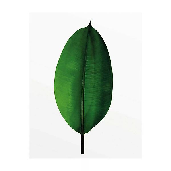 Komar Wandbild Ficus Leaf Pflanzen B/L: ca. 40x50 cm günstig online kaufen