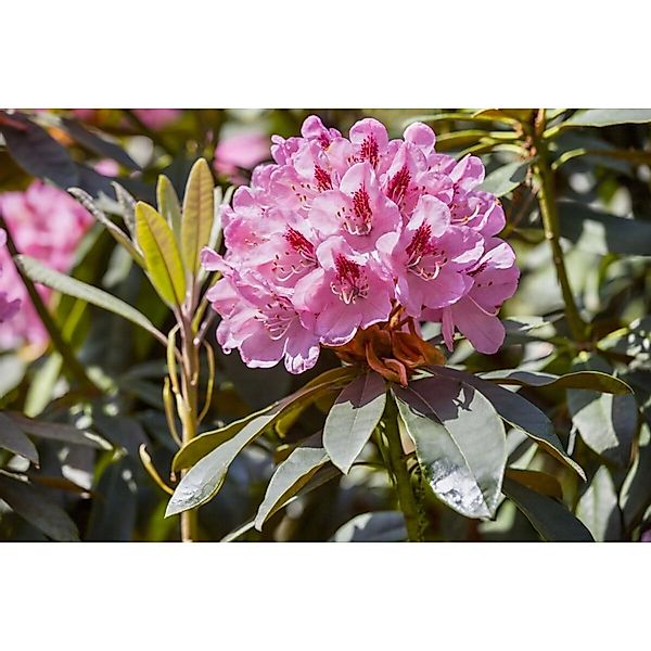 Rhododendron Hybr. Lady Annet De Trafford Rosa Blüten 50–60 cm günstig online kaufen