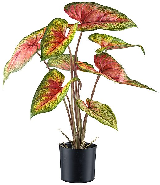 Kunstblume Caladium, Creativ green, Höhe 55 günstig online kaufen