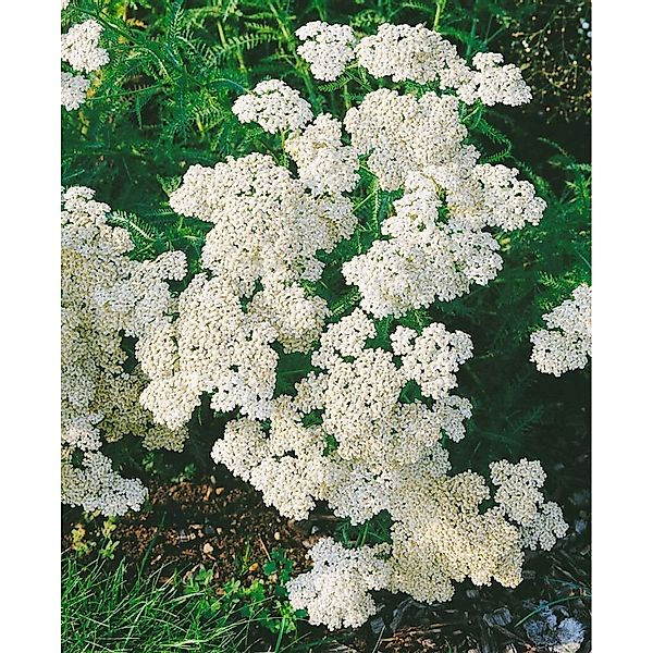 Achillea Millefolium White Beauty Schafgarbe Ca. 9x9 cm Topf günstig online kaufen