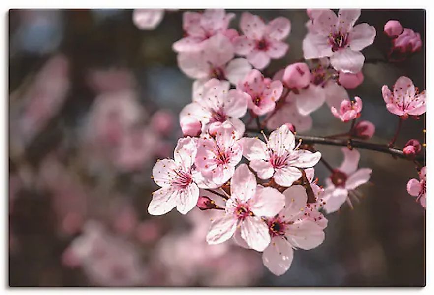 Artland Leinwandbild »Kirschblüten Nahaufnahme im Sonnenlicht« 1 Stk. tlg. günstig online kaufen
