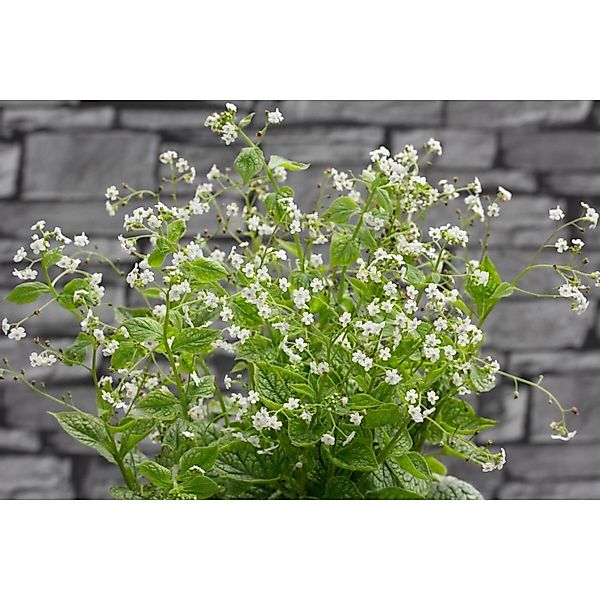 Brunnera Macrophylla Mr Morse Kaukasusvergissmeinnicht Ca. 11x11 cm Topf günstig online kaufen