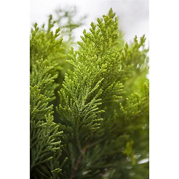 Chamaecyparis lawsoniana 'Alumigold' 60-80 cm günstig online kaufen